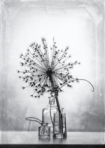Étude botanique en noir et blanc - Eleonora Grigorjeva