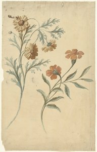 Étude de fleurs rouge et brune