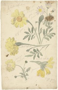 Études de fleurs de tagètes