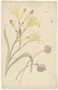 Études de fleurs d