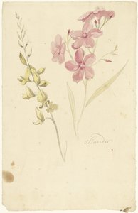 Laurier-rose et genêt