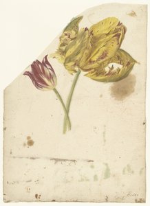 Étude de deux tulipes