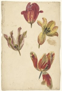 Études de quatre tulipes - Elias van Nijmegen