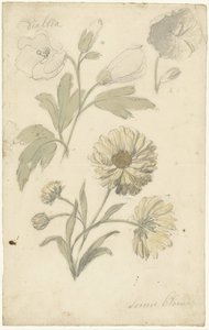Études de tournesols et de dahlia