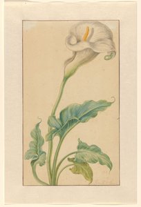 Arum blanc - Elias van den Broeck (signed by artist)