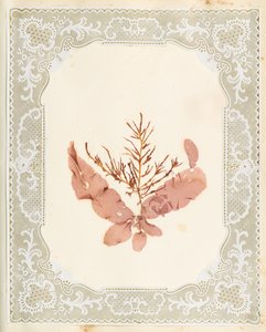 Algues - Eliza A. Jordson