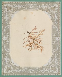 Algues - Eliza A. Jordson