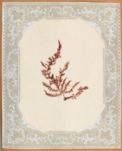 Algues - Eliza A. Jordson