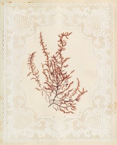 Algues - Eliza A. Jordson