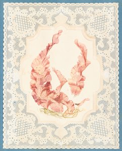 Algues - Eliza A. Jordson