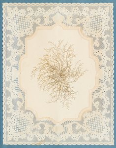 Algues - Eliza A. Jordson