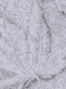 Détail de feuille givrée