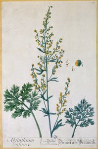 Absinthe, planche de 