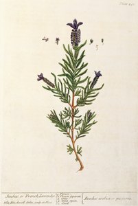 Lavande française, planche 241 de 