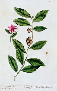 Thé vert, 1782