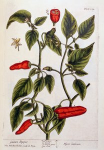 Poivre de Guinée, planche 129 de 
