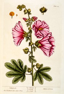 Rose trémière, planche 54 de 