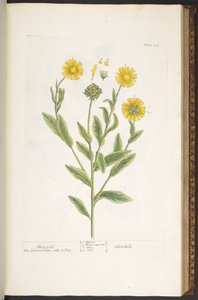 Planche 106, Soucis, de 