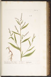 Planche 119, Poivre d