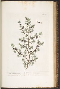 Planche 187, Le Genévrier, de 