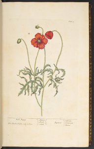 Planche 2, Coquelicot, de 