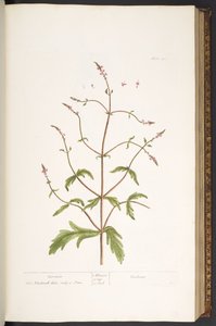 Planche 41, Vervain, de 