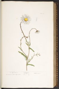 Planche 42, Marguerite, de 