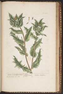 Planche 476, Carduus, ou le Chardon Béni, de 