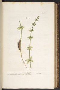 Planche 76, Croix de Wort, de 