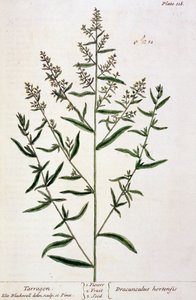 Estragon, planche 116 de 