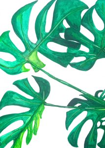 Feuilles tropicales de monstera - Elizabeth C