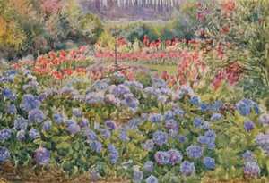 Hortensias bleus et cannas roses, Alphen, Wynberg (lithographie couleur)