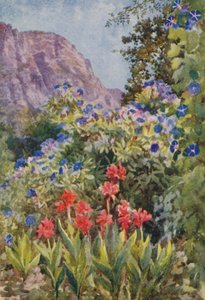 Ipomoea bleu et cannas, Bishopscourt, près de Cape Town (lithographie couleur)