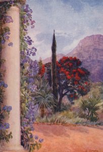 Eucalyptus rouge foncé et Solanum Wendlandii à Paradise, Claremont (litho couleur)