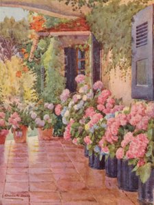 Hydrangeas on the Stoep, Paradise, Claremont (lithographie couleur)