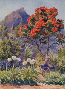 Eucalyptus à fleurs écarlates, près de Cape Town (lithographie couleur)
