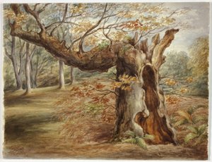 Arbre pourri