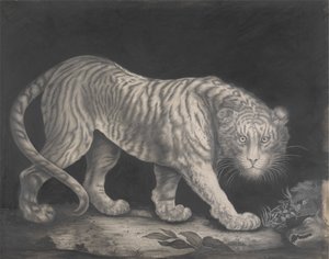Un tigre rôdeur