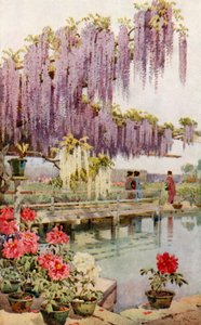 Un jardin de pivoines