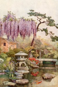 Glycine dans un jardin de Kyoto