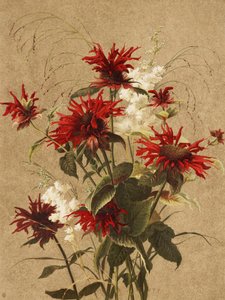 Balm et Spiraea, par Ellen Thayer Fisher