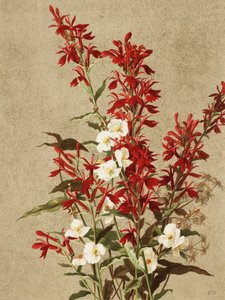 Fleurs de cardinal