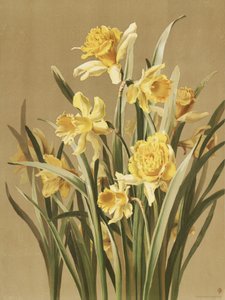 Jonquilles