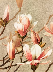 Magnolia - Ellen Thayer Fisher