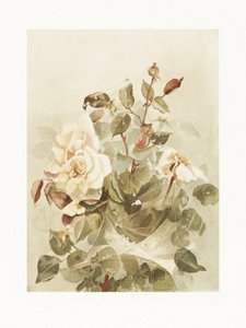 Des roses roses à travers la rosée du petit matin
