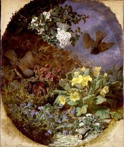 Troglodytes nourrissant leurs petits dans un nid (s. & d. 1876) - Eloise Harriet Stannard