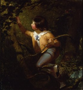 Nidification des oiseaux