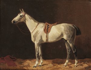 Un cheval gris sellé attendant dans une écurie