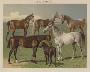 Races de chevaux - Emil Volkers