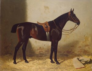 Portrait de cheval
